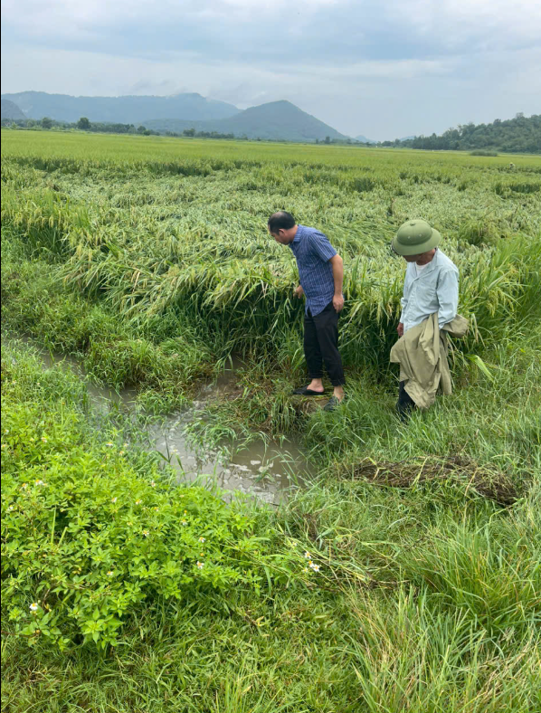 Anh-tin-bai