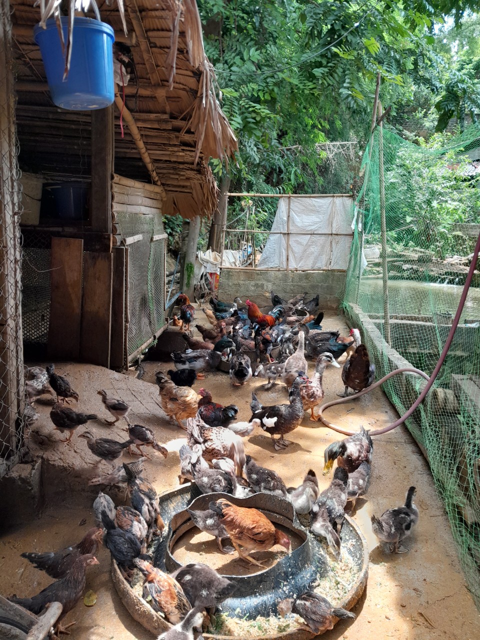 gà vịt.jpg