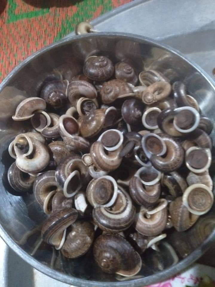 ốc đá.jpg