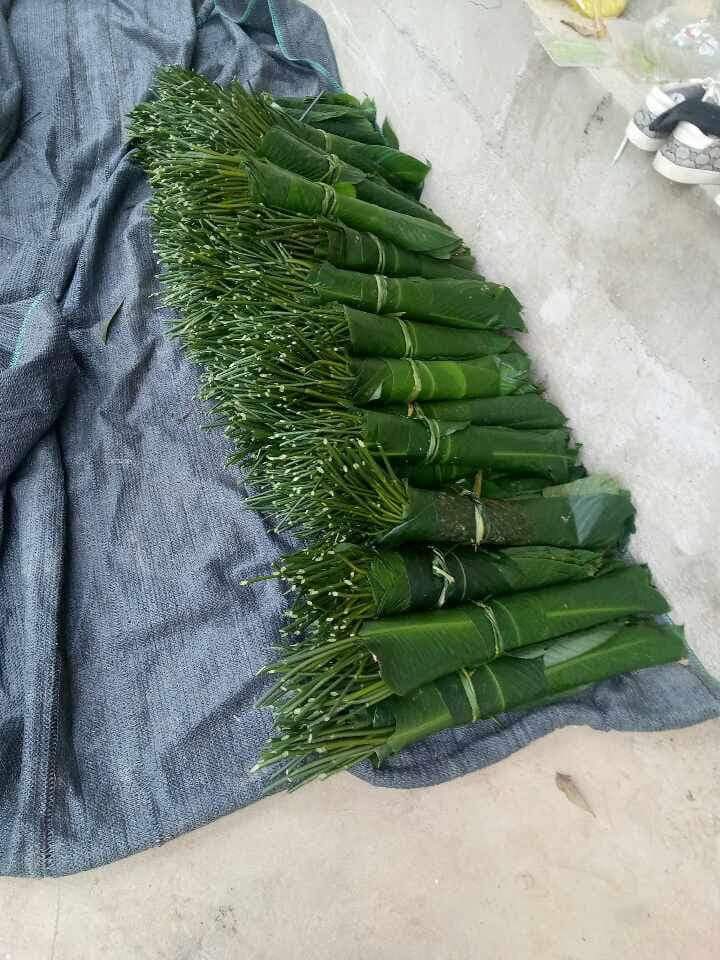 lá lốt 1.jpg
