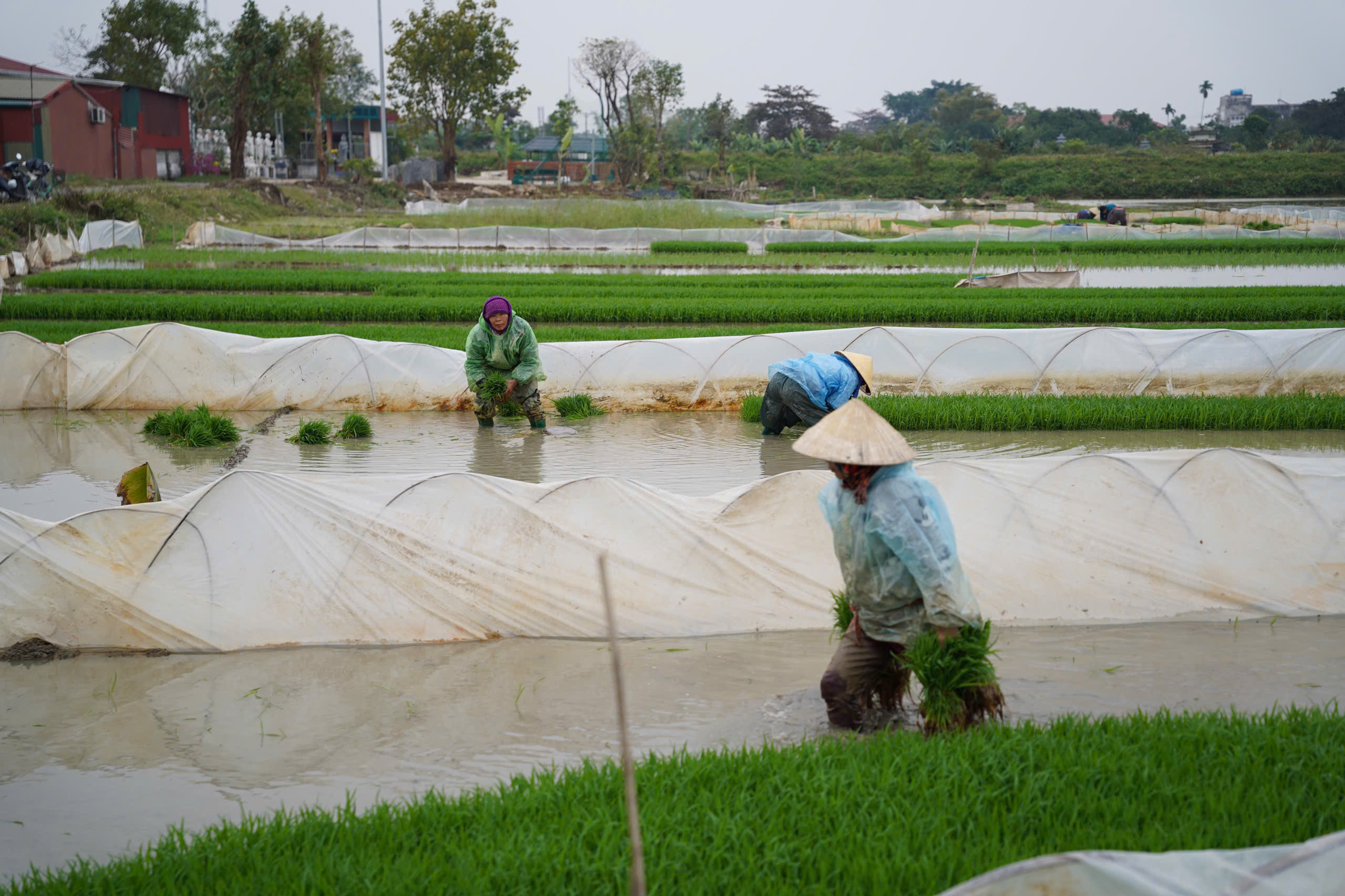 Phường Đông Sơn chủ động các biện pháp chống rét cho mạ và lúa mới cấy