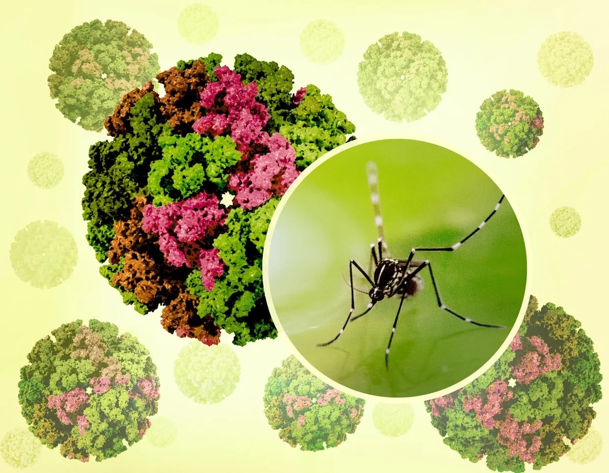 Tăng cường phòng chống bệnh Chikungunya