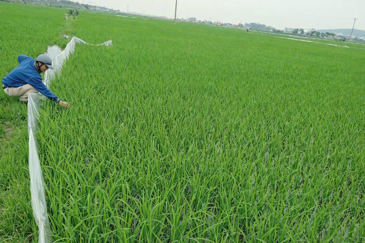 Tăng cường công tác phòng trừ sâu bệnh, diệt chuột bảo vệ cây trồng vụ chiêm xuân