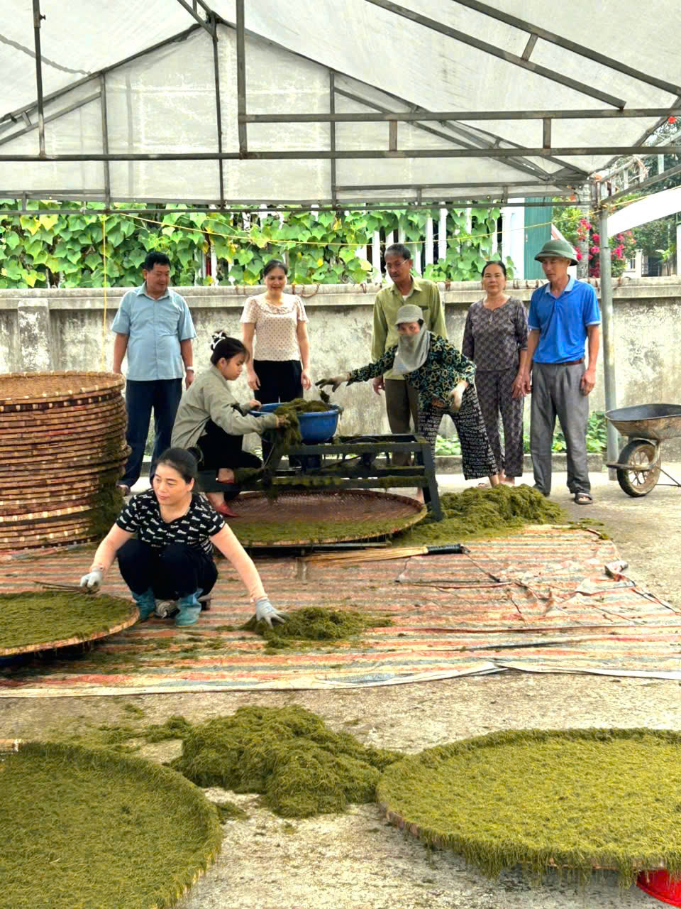 Hội viên nông dân phường Nguyệt Viên phát triển kinh tế từ mô hình trồng cây thuốc lào