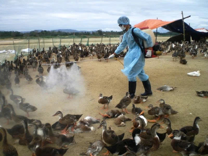 UBND phường Quang Trung tăng cường thực hiện quyết liệt, đồng bộ các giải pháp phòng, chống bệnh Cúm gia cầm trên địa bàn phường