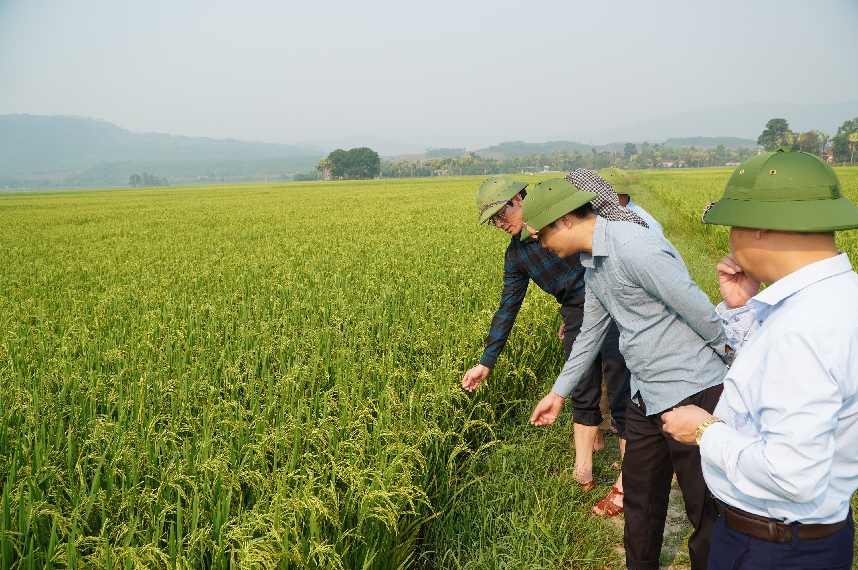 Phường Hải Lĩnh tăng cường kiểm tra sản xuất vụ Xuân, chủ động phòng, chống sâu bệnh hại cây trồng  ​