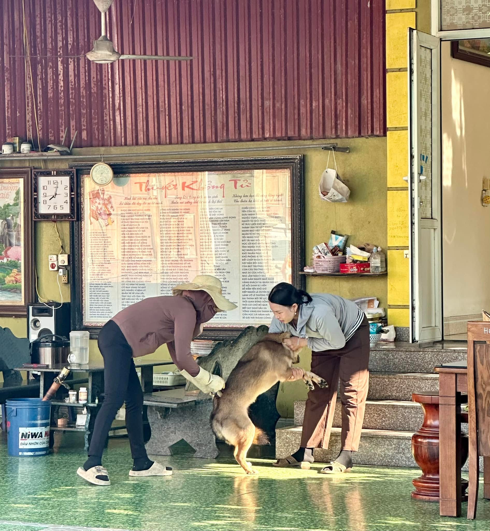 CÁC TỔ DÂN PHỐ DỰ QUẦN, NGUYÊN BÌNH VÀ NGUYÊN SƠN RA QUÂN TIÊM PHÒNG CHO ĐÀN VẬT NUÔI