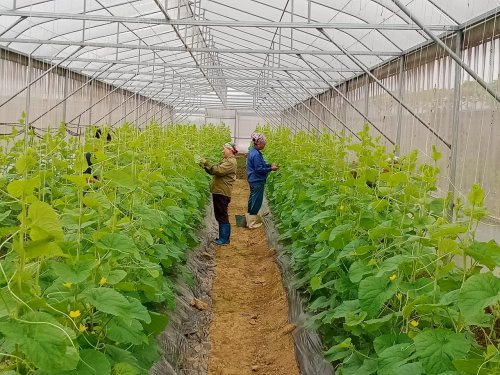 Mô hình nông nghiệp công nghệ cao HTX nông nghiệp sạch xã Hoằng Đạt do anh Lê Văn Nam là chủ chủ mang lại hiệu quả kinh tế cao..jpg