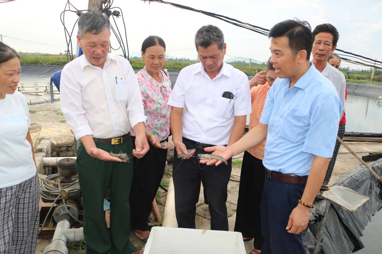 Hiệu quả bền vững từ mô hình nuôi tôm bán công nghiệp của hội viên nông dân Nguyễn Đình Thiện