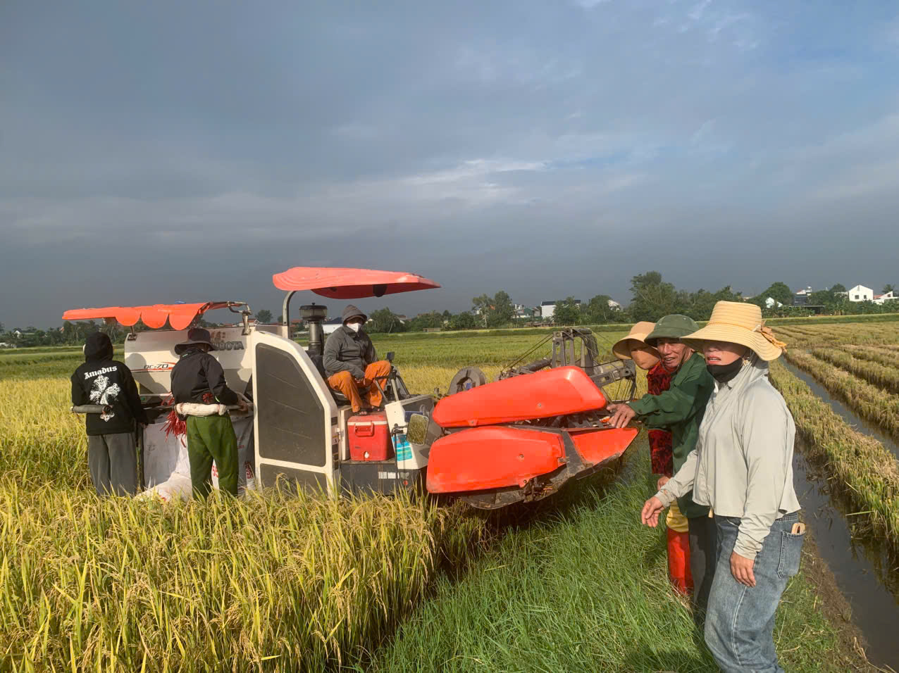 HOẰNG TIẾN: KHẨN TRƯƠNG THU HOẠCH LÚA ĐÃ ĐẾN NGƯỠNG, HẠN CHẾ THIỆT HẠI DO NGẬP ÚNG