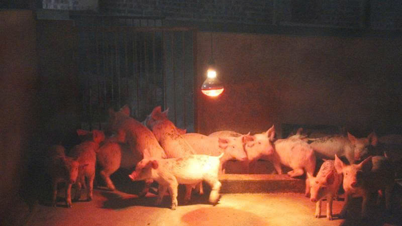 Các biện pháp kỹ thuật cơ bản phòng chống rét cho đàn vật nuôi
