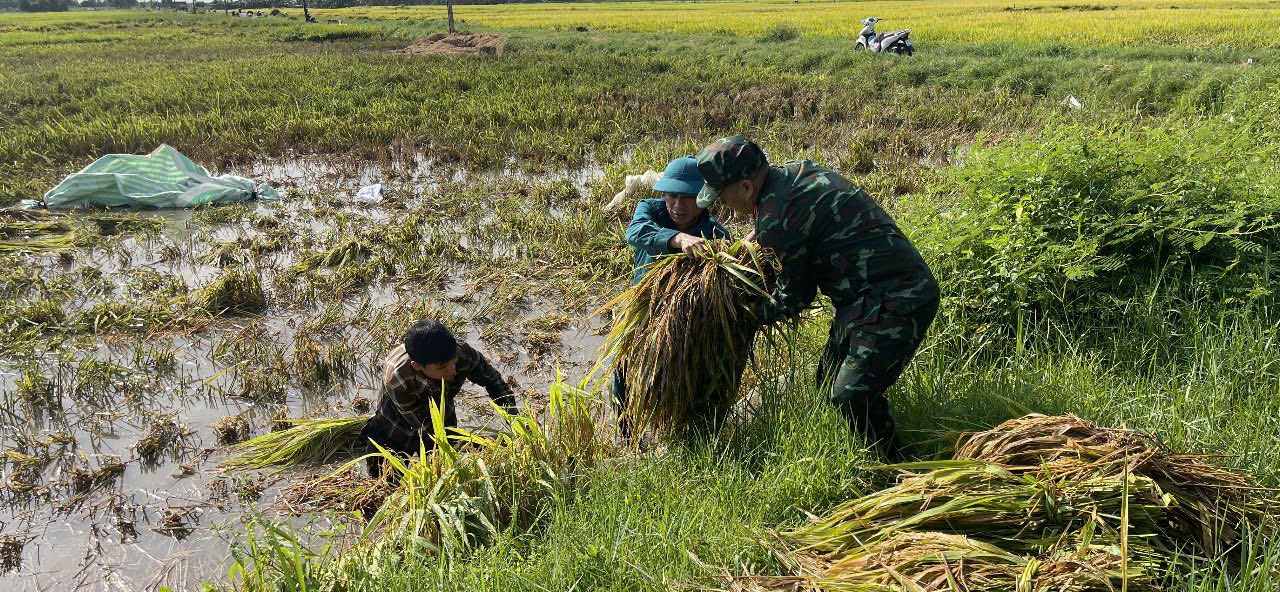 THẮM TÌNH QUÂN – DÂN GIỮA MÙA GẶT