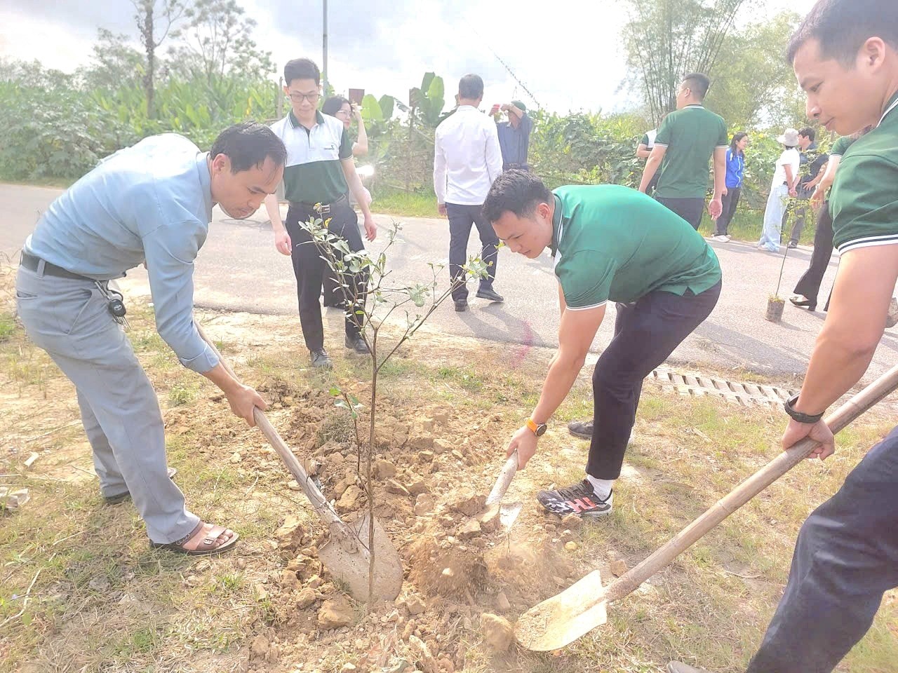 Có thể là hình ảnh về cây