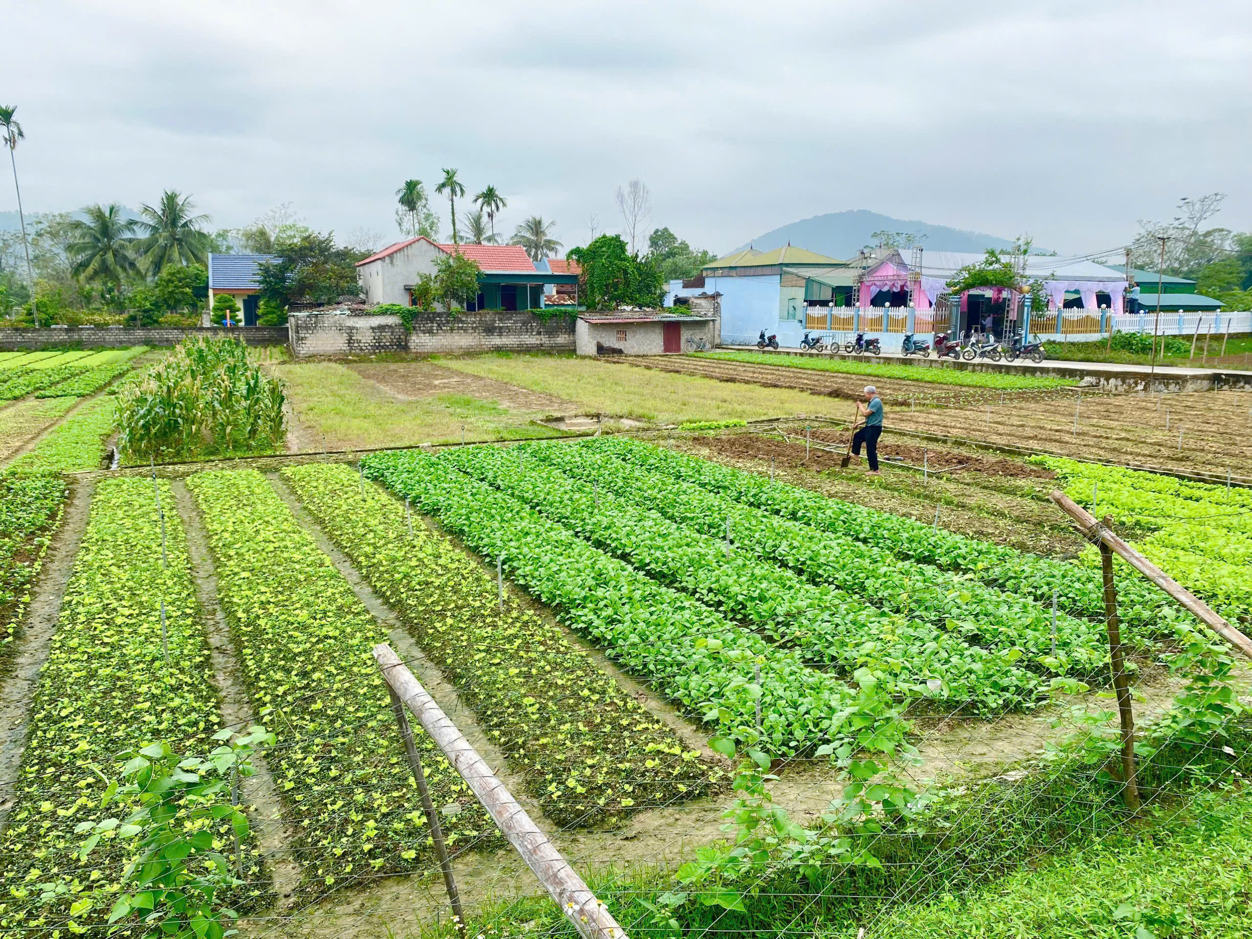 UBND XÃ HOẰNG SƠN: Ban hành kế hoạch Phát triển sản xuất nông nghiệp, xây dựng nông thôn mới, giai đoạn 2025-2030 trên địa bàn xã 