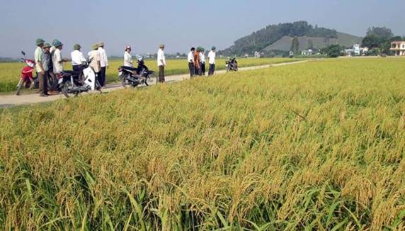 https://halong.hatrung.thanhhoa.gov.vn/file/download/635757974.jpg