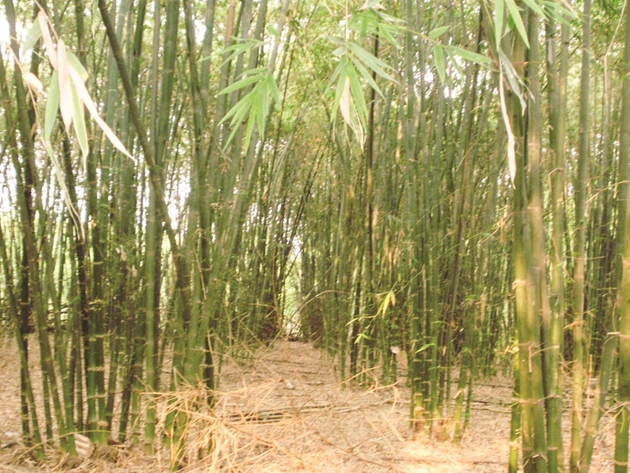 Ảnh 1 Cường Tăm.jpg