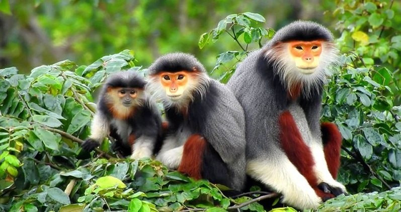 Ảnh có chứa động vật có vú, linh trưởng, con khỉ, Khỉ tân thế giớiNội dung do AI tạo ra có thể không chính xác.