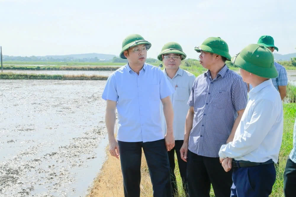 Đồng chí Cao Văn Cường, Tỉnh ủy viên, Phó Chủ tịch UBND tỉnh kiểm tra tình hình sản xuất vụ Thu Mùa tại xã Hoạt Giang