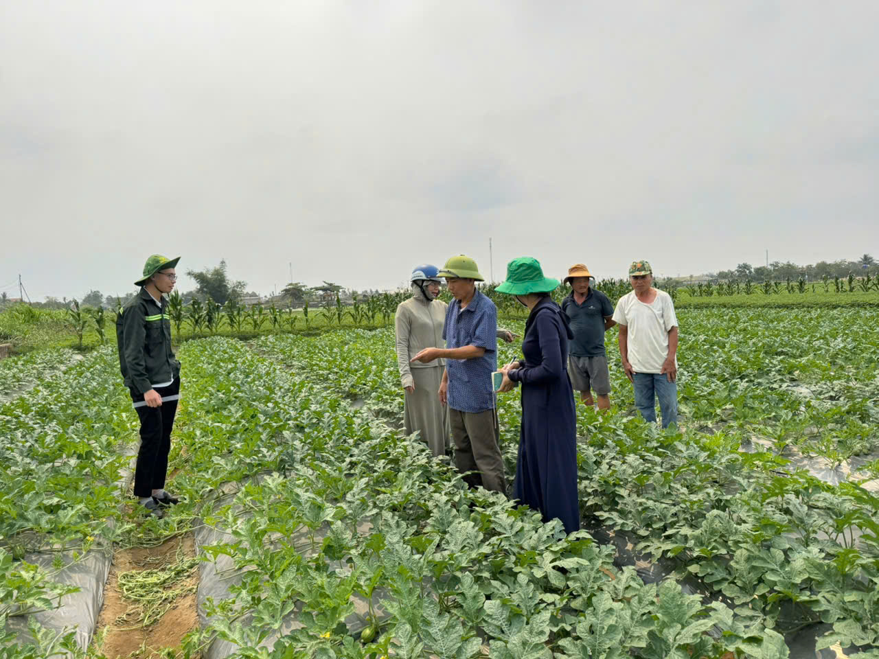 HỘI NÔNG DÂN XÃ NGA SƠN THĂM ĐỒNG MÔ HÌNH DƯA HẤU VIETGAP