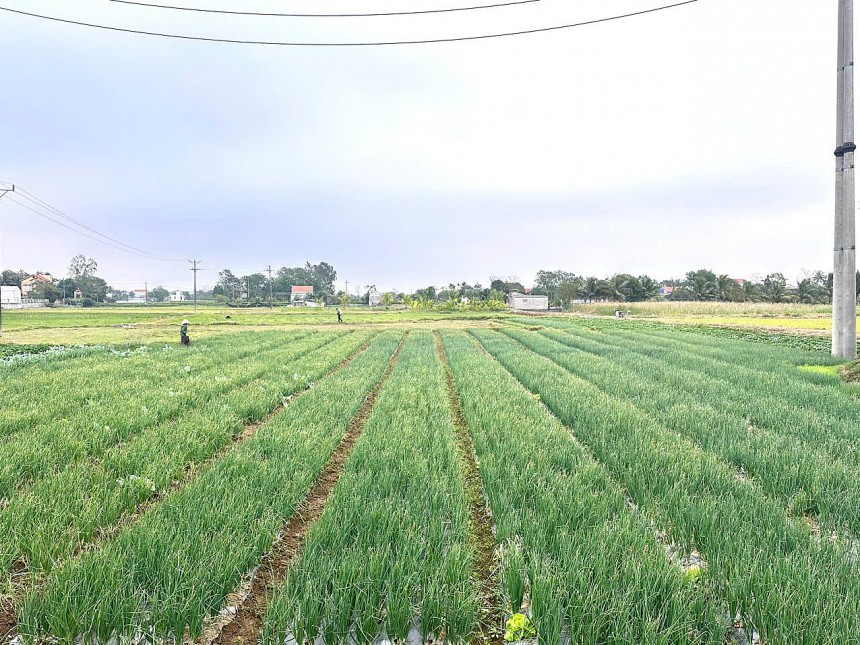 Lĩnh vực nông nghiệp xã Hồ Vương có sự tăng trưởng vượt bậc, tốc độ tăng trung bình đạt 4% hằng năm