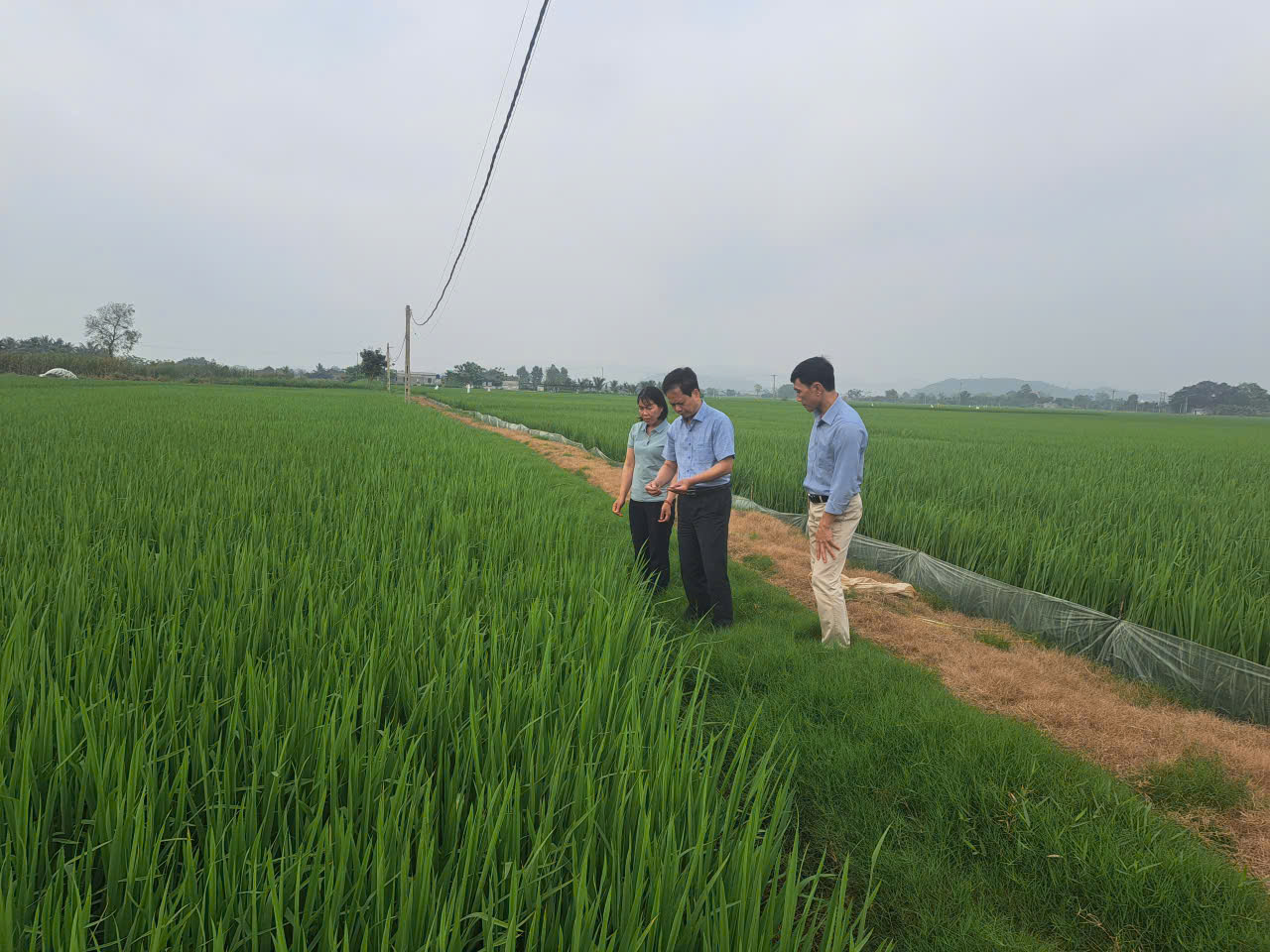 Đồng chí Bí thư Đảng ủy xã Ba Đình kiểm tra sản xuất nông nghiệp và tiến độ các dự án hạ tầng