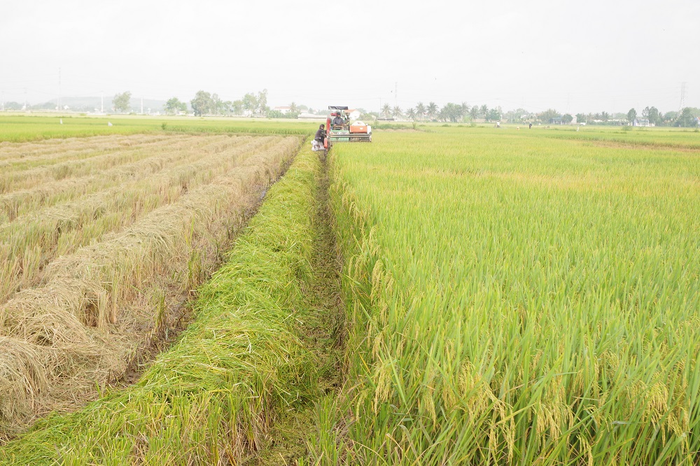 Xã Ba Đình đẩy nhanh thu hoạch lúa vụ xuân, chủ động chuẩn bị sản xuất vụ mùa 2026