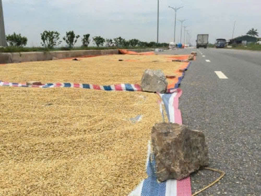 Về việc không sử dụng lòng đường, lề đường để phơi lúa, nông sản
