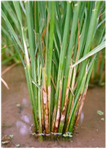 Description: https://storage-vnportal.vnpt.vn/gov-tha/7504/FileQuanTriTinTuc/image.639106268158431099.png