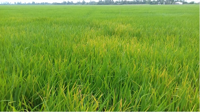 Description: https://storage-vnportal.vnpt.vn/gov-tha/7504/FileQuanTriTinTuc/image.639106267849680436.png