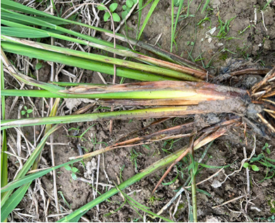 Description: https://storage-vnportal.vnpt.vn/gov-tha/7504/FileQuanTriTinTuc/image.639106268276244068.png