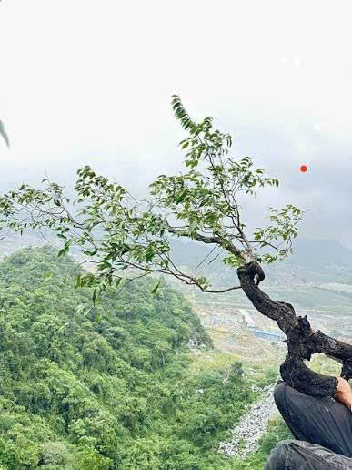 CẢNH BÁO CƠN SỐT CÂY MUỘI HỒNG VÀ HỆ LUỴ 