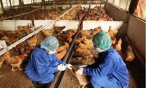 Công văn Số: 1108 /UBND-KT, ngày 23 tháng 5 năm 2026 chấp hành các quy định pháp luật về đất đai, bảo vệ môi trường, kê khai, phòng chống dịch bệnh trong chăn nuôi và nuôi trồng thủy sản.