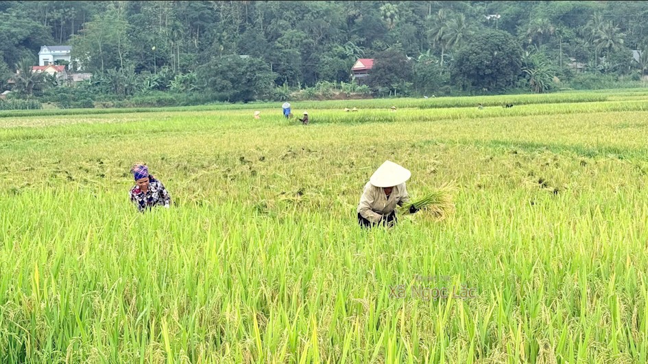 Thôn Tran phấn khởi thu hoạch lúa vụ chiêm xuân, năng suất đạt cao