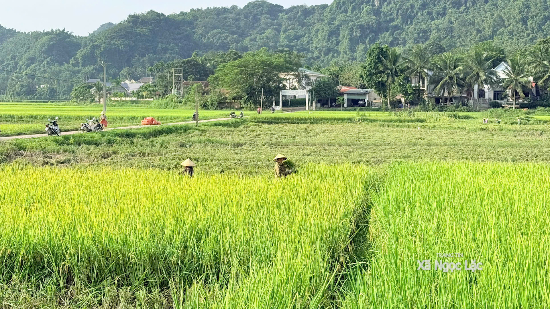 Thôn Mống Mỏ đẩy nhanh tiến độ thu hoạch lúa vụ Thu Mùa