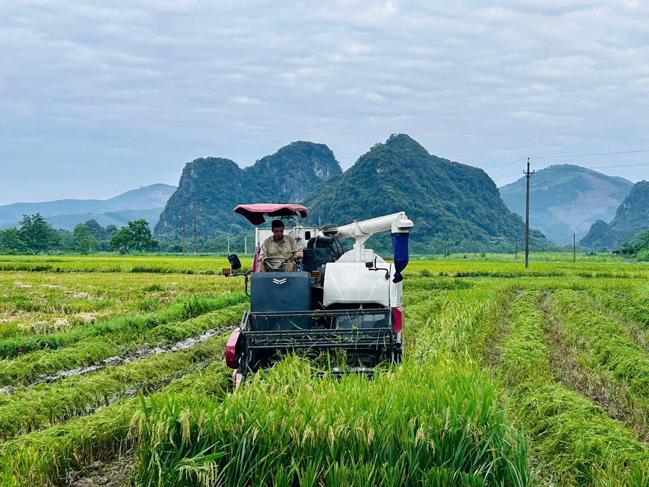 GẦN 67 HA LÚA CỦA XÃ NGỌC LIÊN BỊ ẢNH HƯỞNG DO GIÔNG LỐC