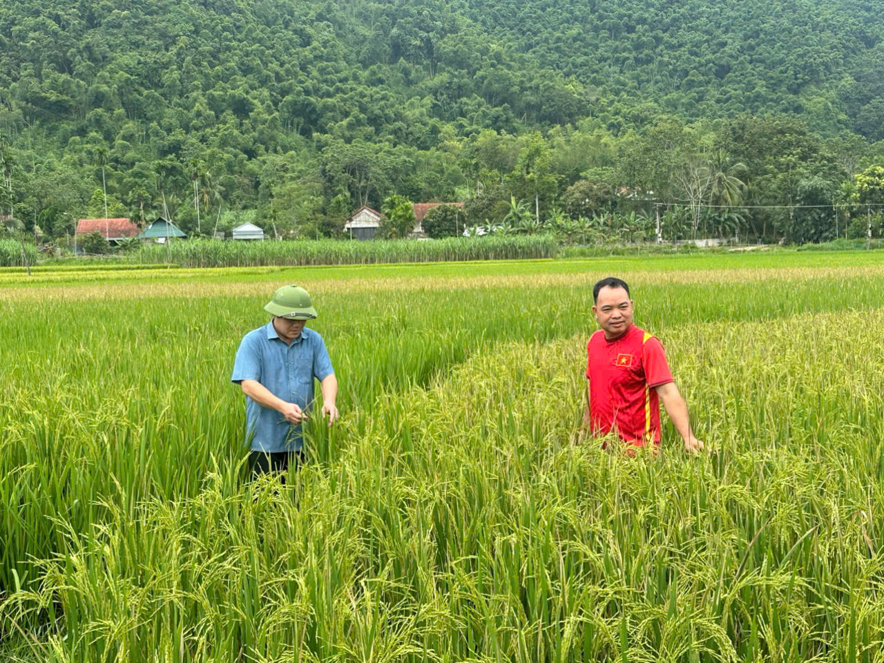 Tăng cường các biện pháp phòng trừ sâu bệnh hại lúa