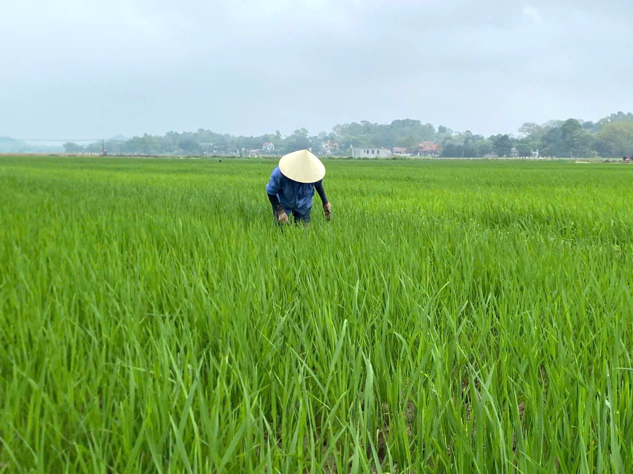 Thạch Bình chủ động phòng trừ bệnh đạo ôn, bảo vệ lúa vụ Xuân