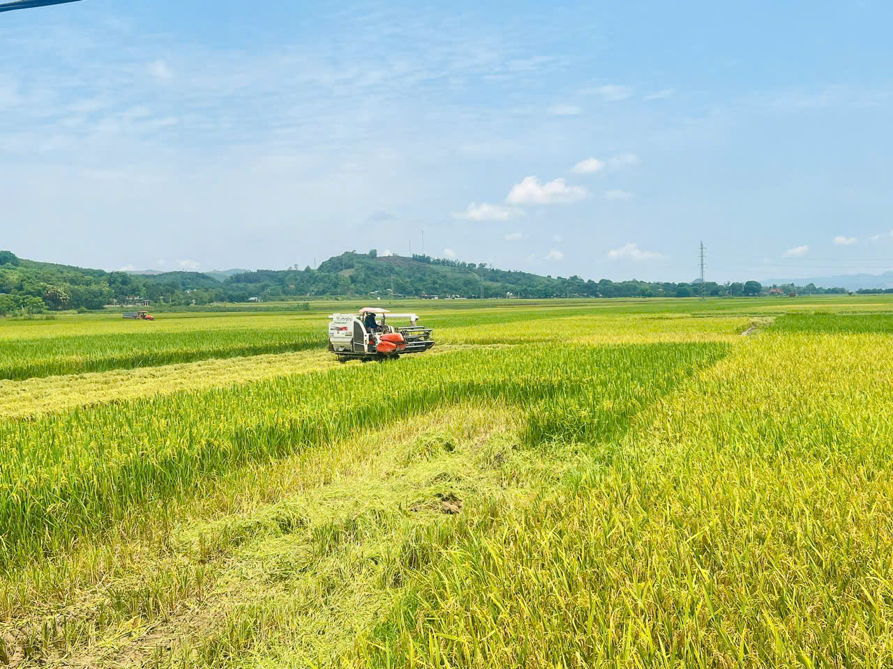 Xã Thạch Bình chủ động thu hoạch lúa, hướng tới vụ mùa thắng lợi