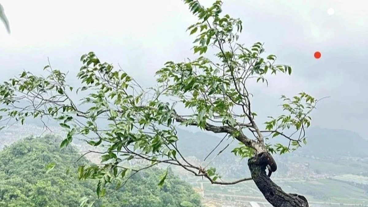 THÔNG BÁO  Về việc tăng cường quản lý, bảo vệ rừng; ngăn chặn khai thác cây “Muội hồng” từ rừng tự nhiên làm cây cảnh
