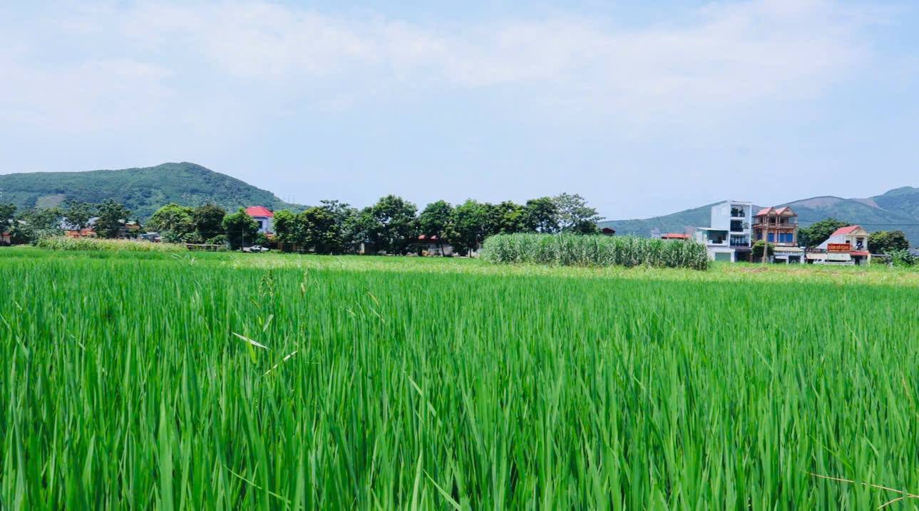 Cẩm Thủy tập trung chăm sóc, phòng trừ sâu bệnh hại lúa Thu Mùa