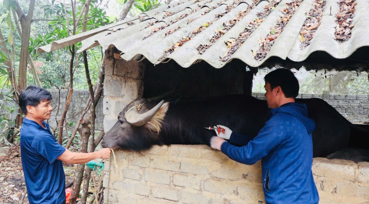 Tăng cường thực hiện các giải pháp phòng ngừa dịch bệnh Lở mồm long móng