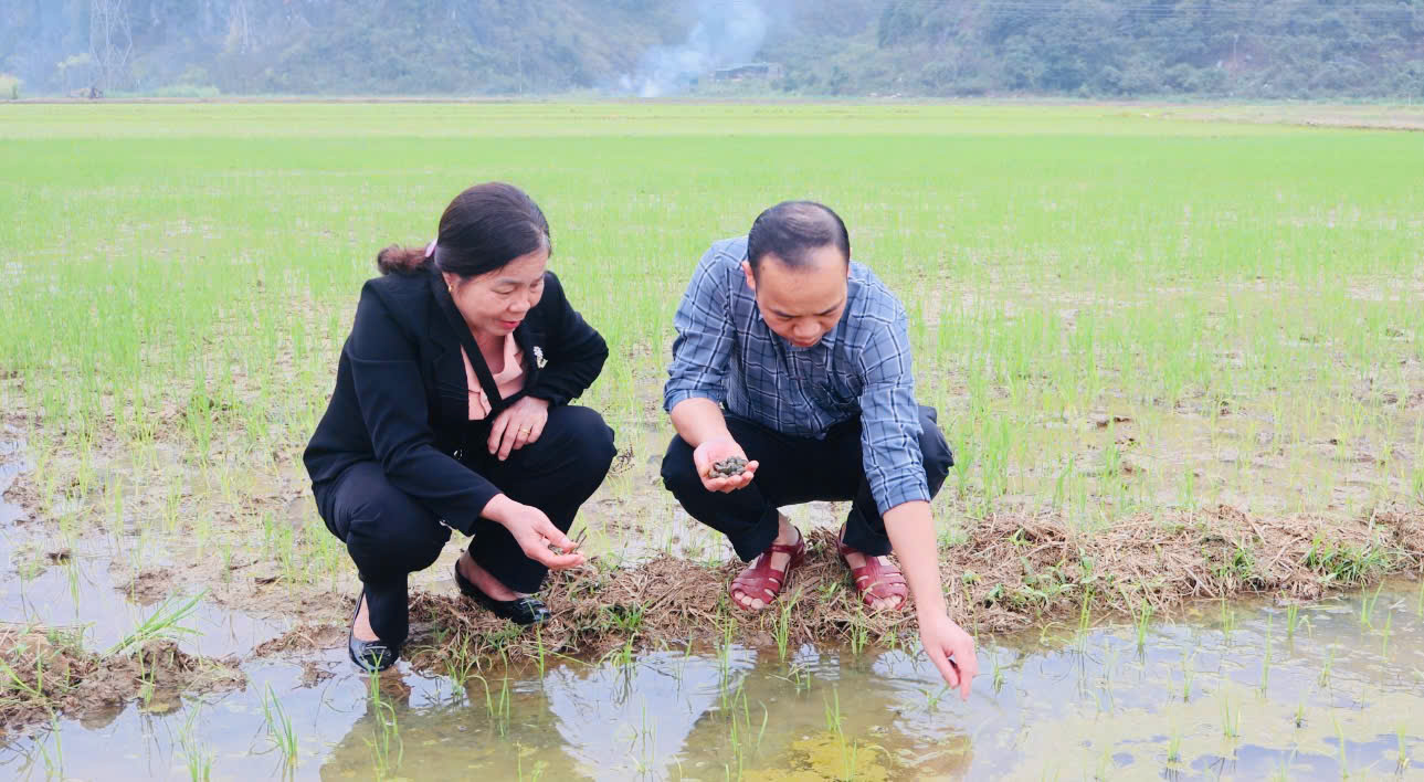 Trung tâm Cung ứng dịch vụ công xã Cẩm Thủy tổ chức thăm đồng, hướng dẫn chăm sóc, phòng trừ các đối tượng hại cây lúa vụ Xuân năm 2026