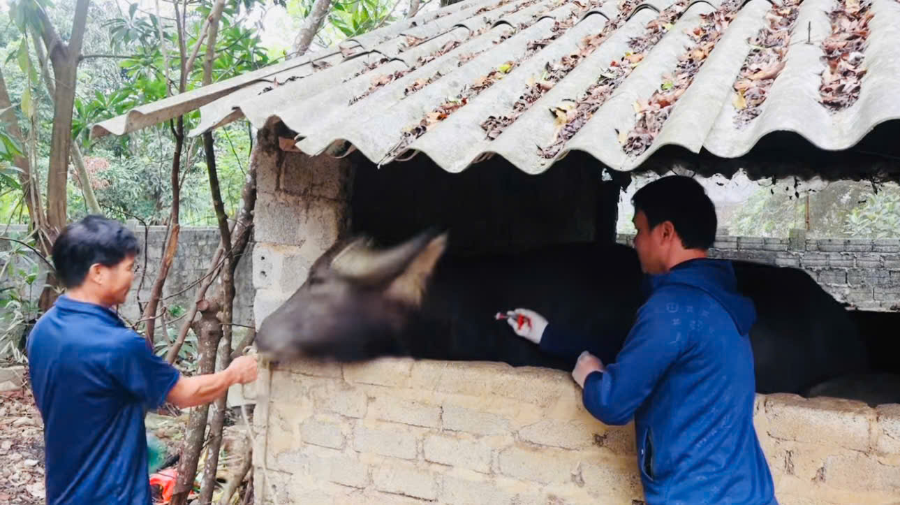 Xã Cẩm Thủy tập trung tiêm phòng gia súc, gia cầm đợt 1 năm 2026