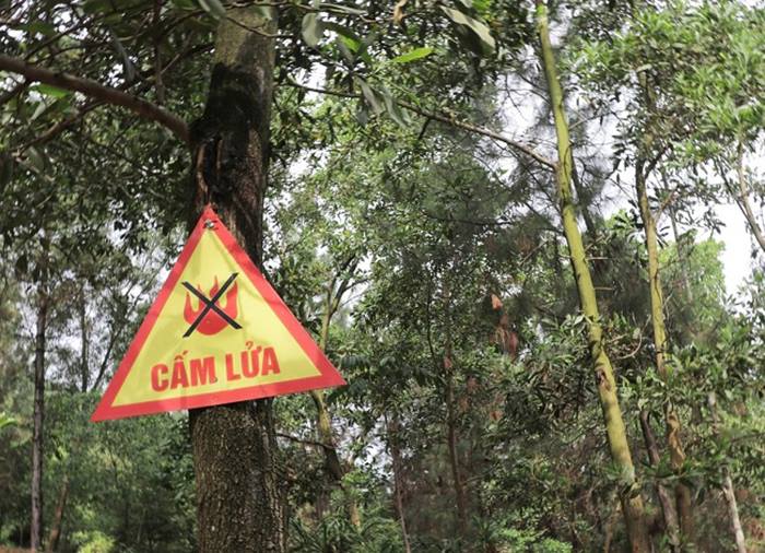Bình Định Tăng cường công tác bảo vệ rừng phòng cháy chữa cháy rừng