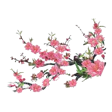 transparent-image.png