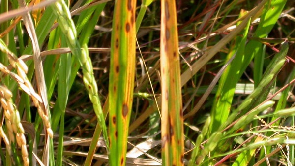 Picture 11