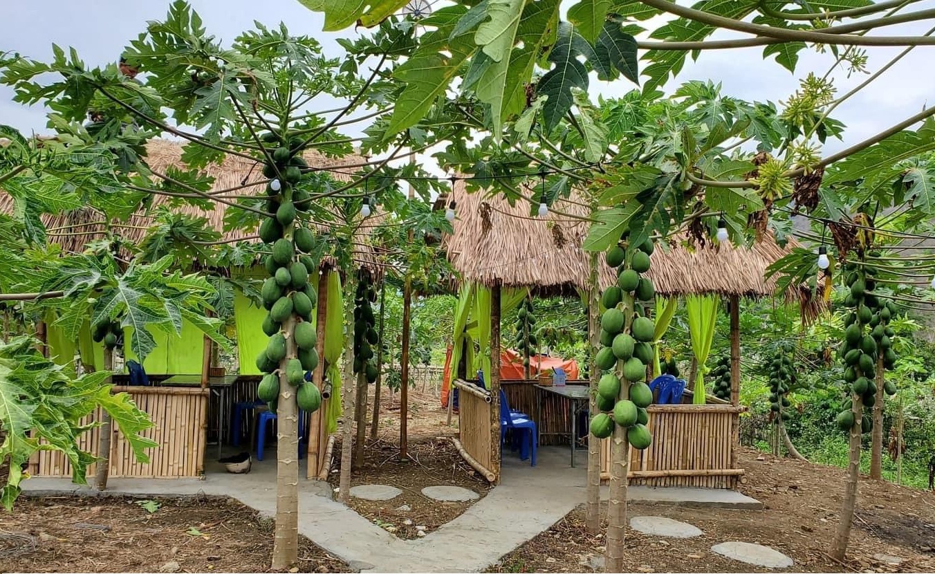 Vườn cây Đu đủ được anh Vi Văn Quang sử dụng làm điểm check-in và thưởng thức đồ ăn.
