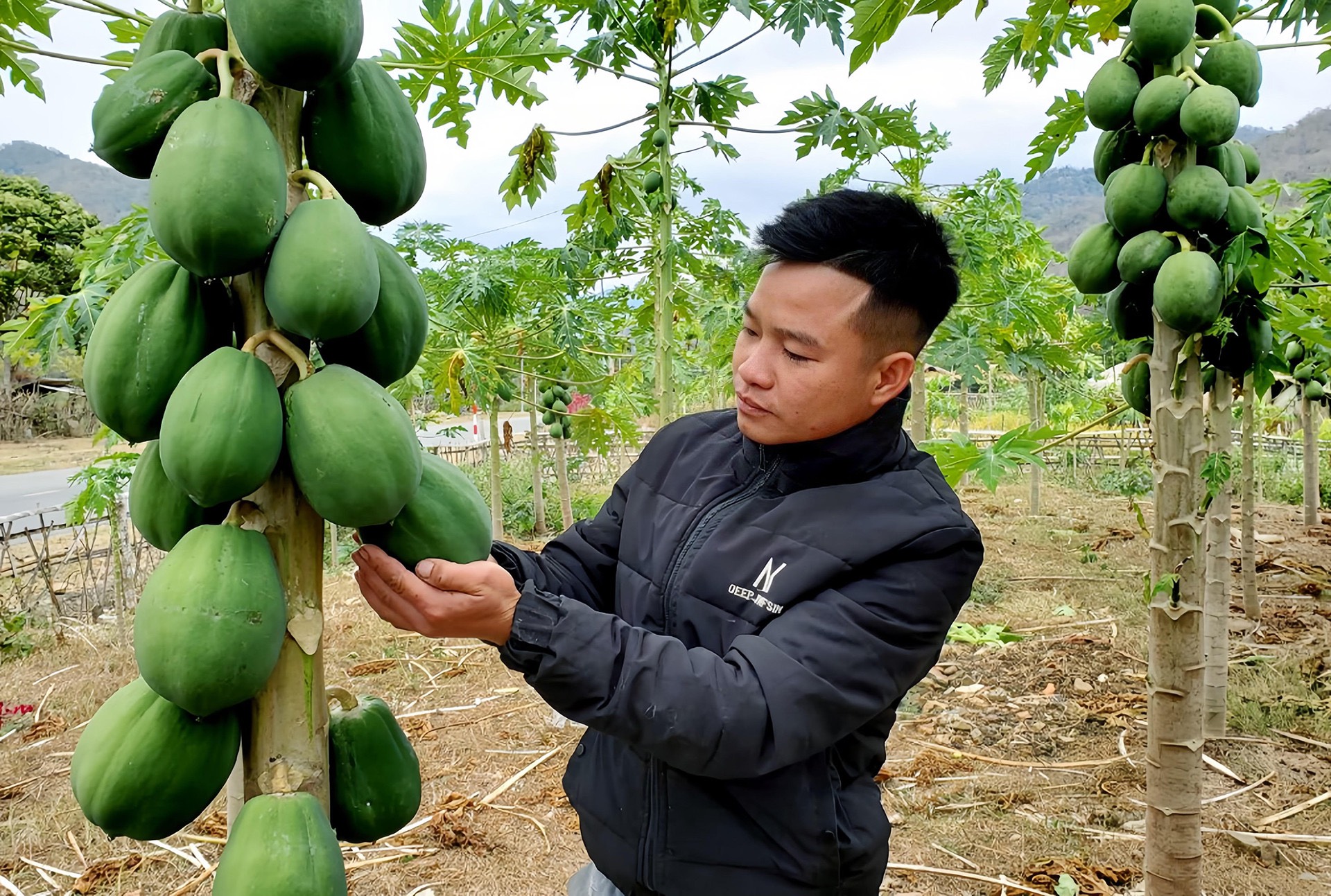 Anh Quang chăm sóc vườn cây Đu đủ.
