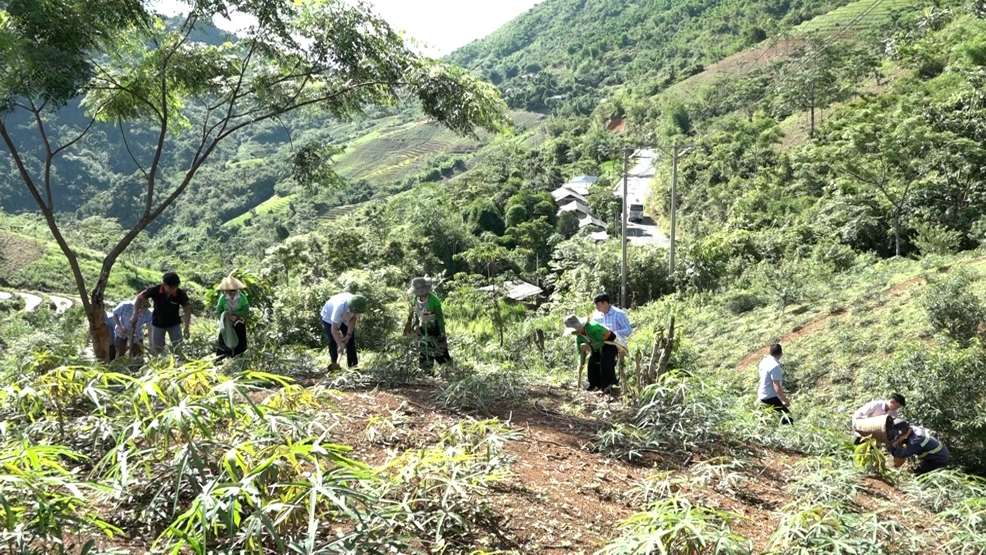 Bà con nhân dân bản Kéo Té, xã Nhi Sơn hăng hái gieo hạt giống Trẩu trên đất rừng sản xuất.