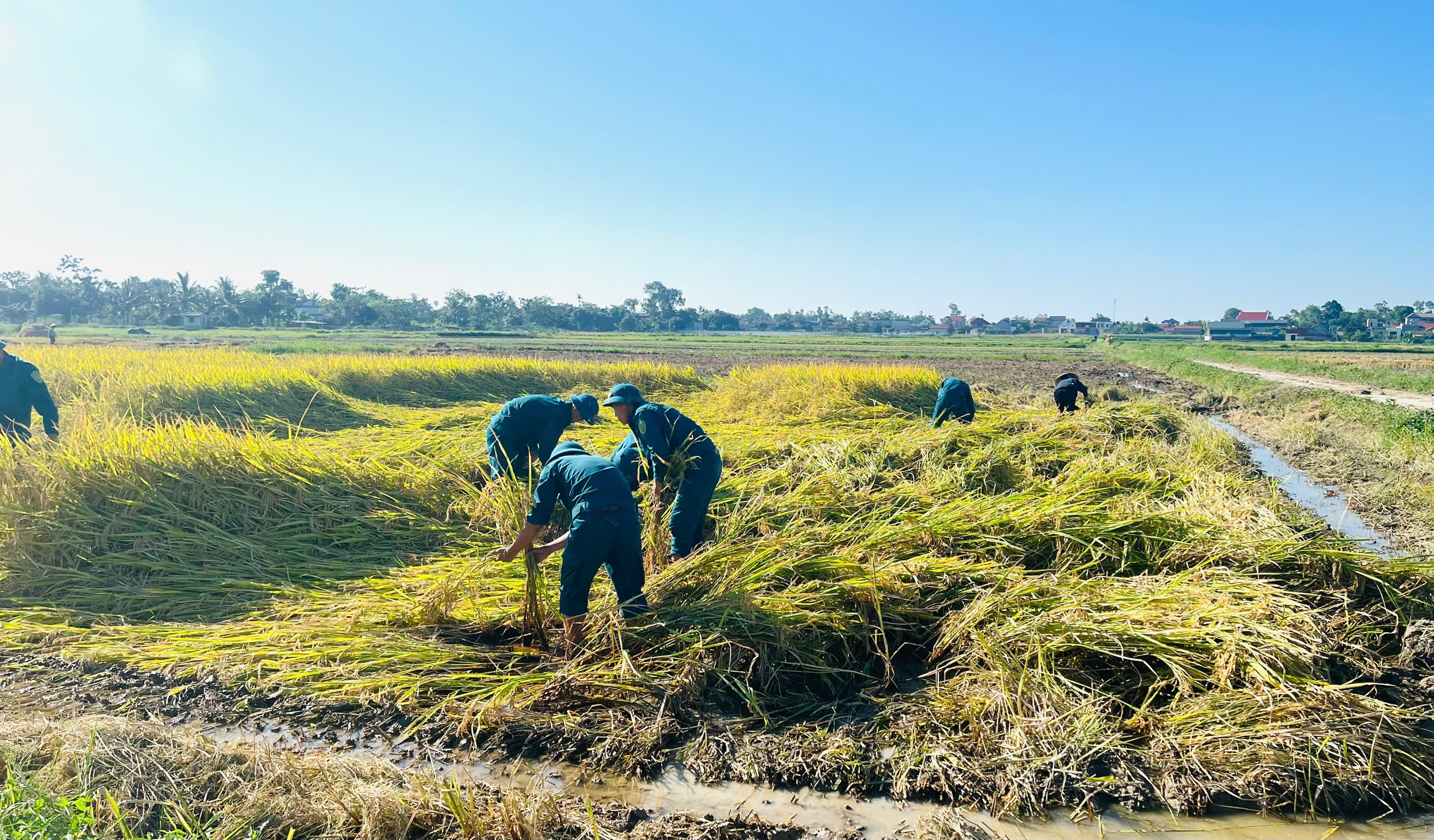 Xã Xuân Lập: Lực lượng Dân quân xuống đồng giữa nắng gắt giúp dân dựng lúa đổ
